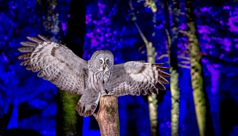 Hawk Conservancy Winter Woodland Lights